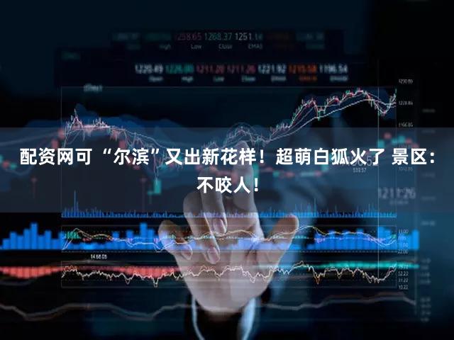 配资网可 “尔滨”又出新花样！超萌白狐火了 景区：不咬人！